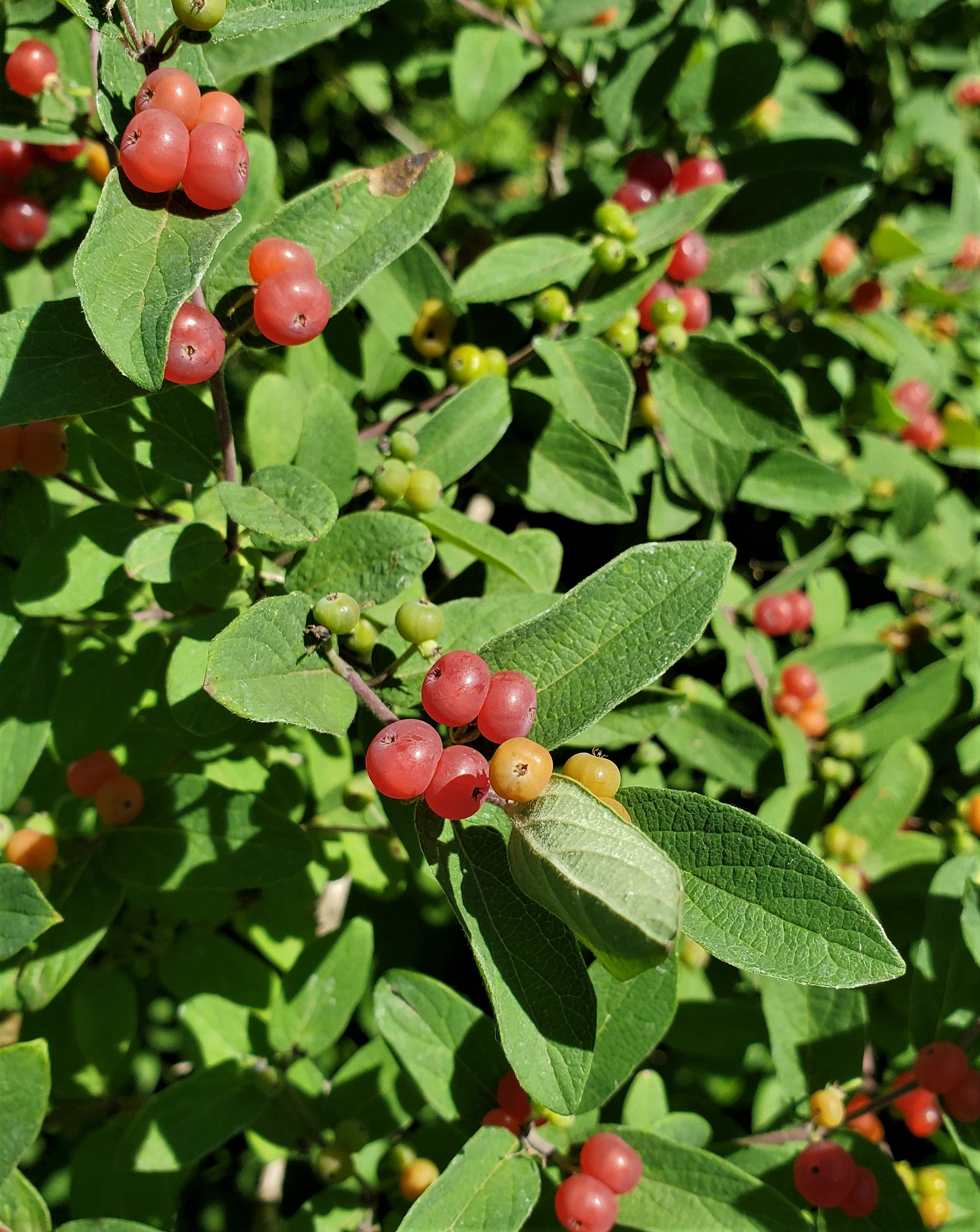 Tartarian fruit